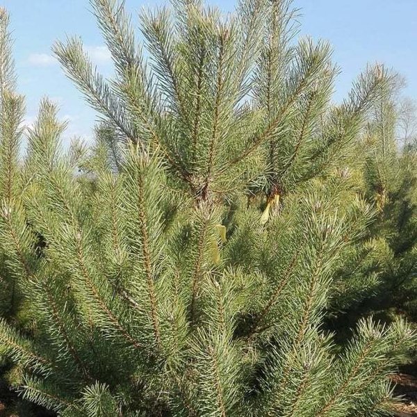 Pinus Sylvestris , Grove Den