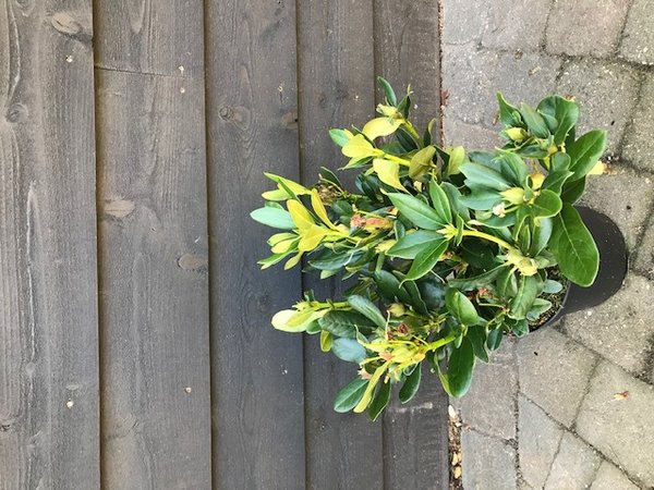 Rhododendron ´Cunnigham White´ Witbloeiende Rododendron