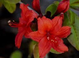 Rhododendron (AK) 'Nabucco'