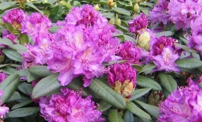 Rhododendron ´Alfred´