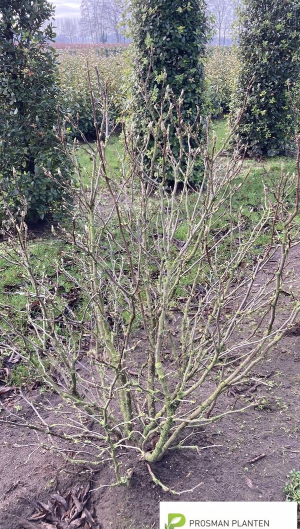 Magnolia Susan Beverboom , Tulpenboom