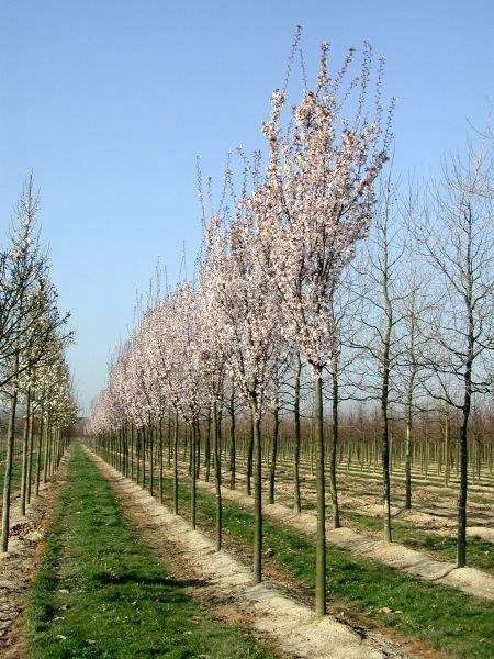 Prunus 'Spire' - Sierkers