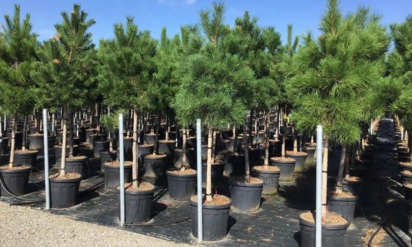 Pinus nigra nigra - Oostenrijkse Den