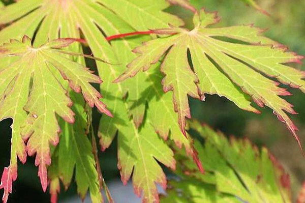 Japanse Esdoorn 'Aconitifolium'  Acer