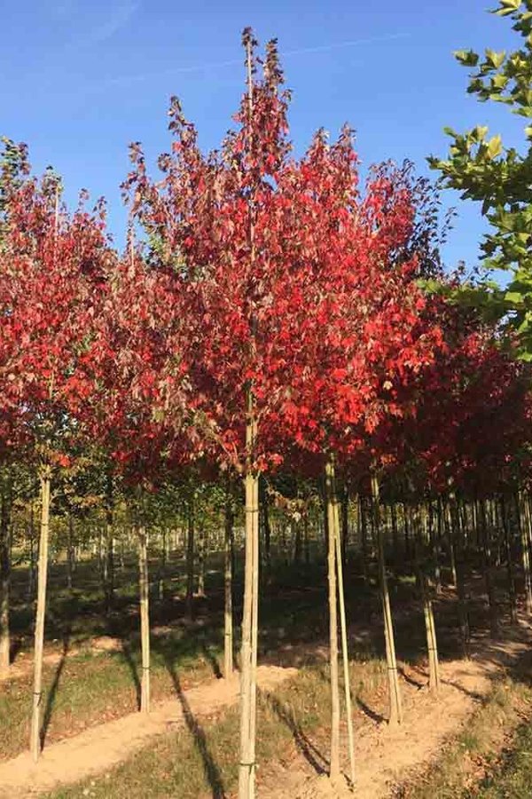 Rode Esdoorn (Acer rubrum)
