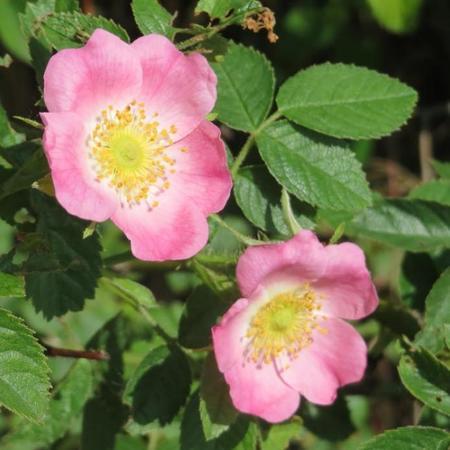 Rosa rubiginosa (o) rozenbottel