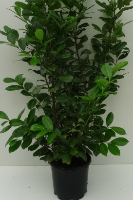 Prunus laurocerasus 'Rotundifolia' pot
