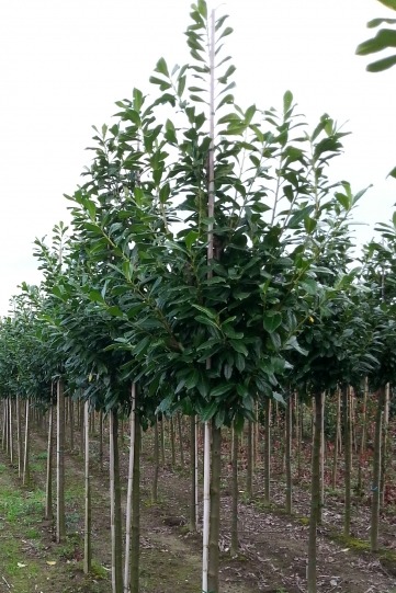 Prunus laurocerasus 'Genolia' hoogstam