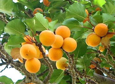 Prunus arm. ‘Tros Oranje’ Abrikoos Halfstam