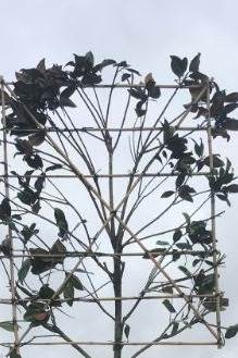 Magnolia grandiflora Leivorm