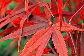 Acer palmatum 'Red Flash' Japanse Esdoorn