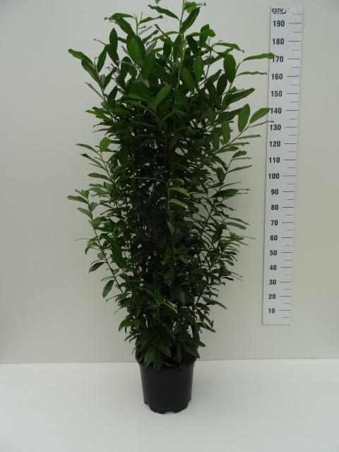 Prunus laurocerasus ´Genolia´ Mariblon