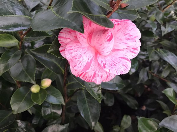 Camellia Japonica´William Bartlett´