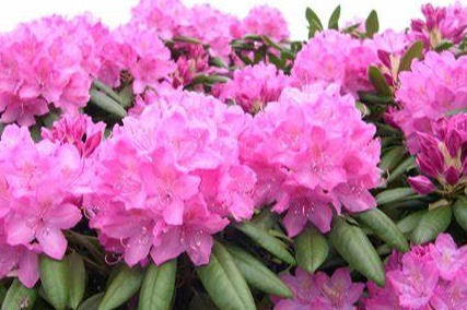 Rhododendron 'Roseum elegans'