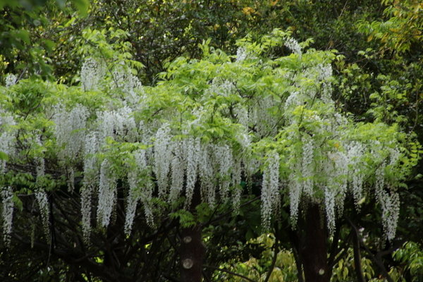 Wisteria floribunda longissima Alba witte regen